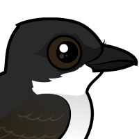 Eastern Kingbird