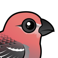 Pine Grosbeak