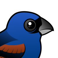 Blue Grosbeak