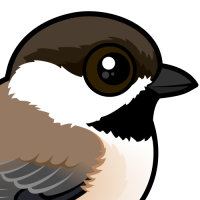 Gray-headed Chickadee