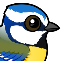 Eurasian Blue Tit