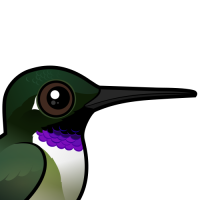 Black-chinned Hummingbird