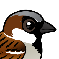 House Sparrow
