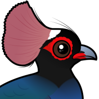 Crested Partridge