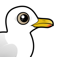 Iceland Gull