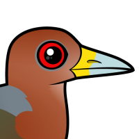 Rufous-necked Wood-Rail