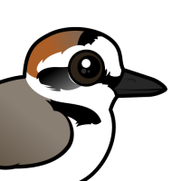 Kentish Plover