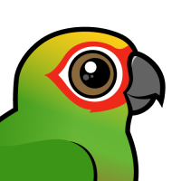 Golden-capped Parakeet