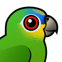 Orange-winged Parrot