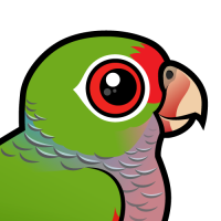Vinaceous Parrot