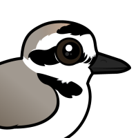 Snowy Plover
