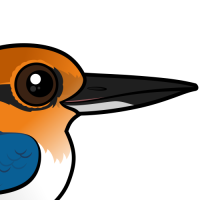 Guam Kingfisher