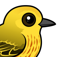 Yellow Warbler