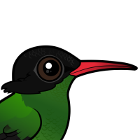 Red-billed Streamertail