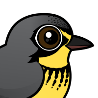 Canada Warbler