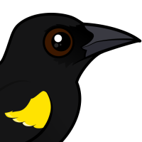 Yellow-shouldered Blackbird