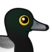 Greater Scaup