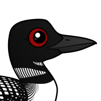 Common Loon