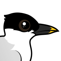 Sandwich Tern