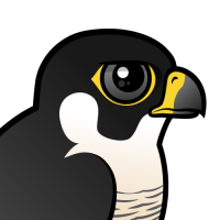 Peregrine Falcon