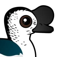 Knob-billed Duck