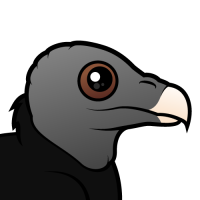 American Black Vulture