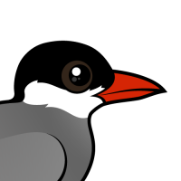 Whiskered Tern