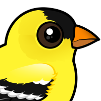 American Goldfinch