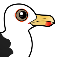 Great Black-backed Gull
