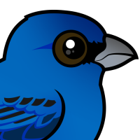 Indigo Bunting