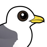 Red-legged Kittiwake