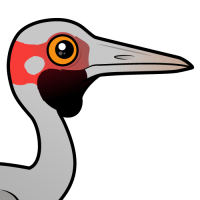 Brolga