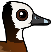 White-faced Whistling-Duck