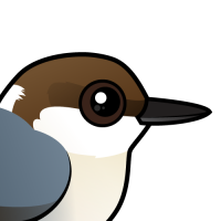 Brown-headed Nuthatch