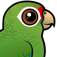 Puerto Rican Amazon