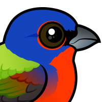 Painted Bunting