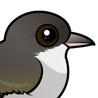 'Akikiki