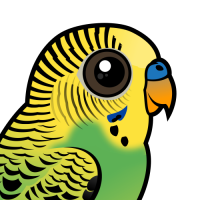 Budgerigar