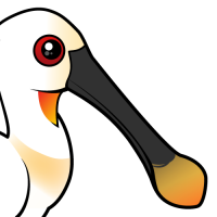 Eurasian Spoonbill