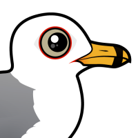 Ring-billed Gull