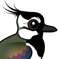 Northern Lapwing