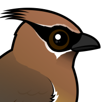 Cedar Waxwing