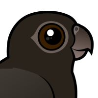 Greater Vasa-Parrot