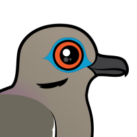 White-winged Dove