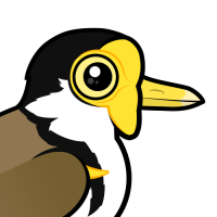 Masked Lapwing