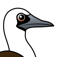 Peruvian Booby