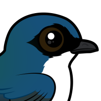 Tree Swallow