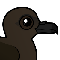 Christmas Shearwater