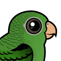 Barred Parakeet