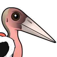 Marabou Stork